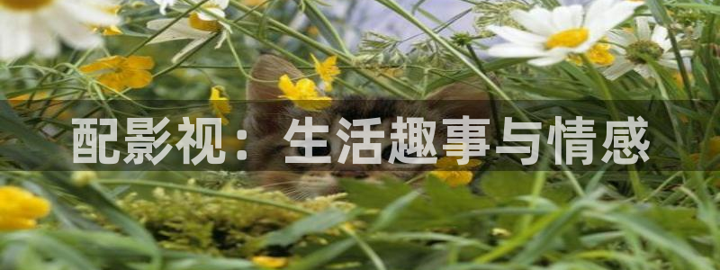 午夜电影久久久电影：配影视：生活趣事与情感