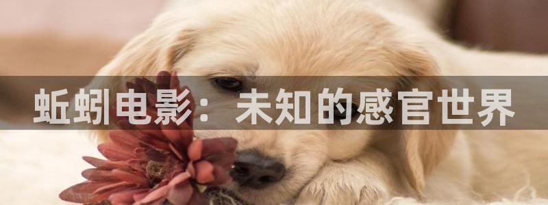 dy888午夜电影免费观看